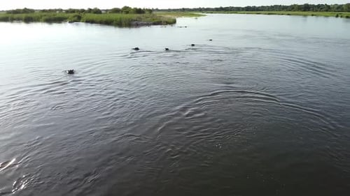 Images aériennes de nombreux hippopotames dans la rivière, nageant et regardant