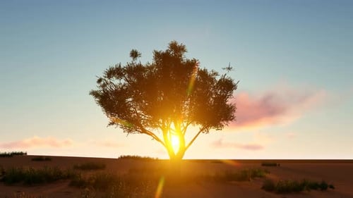 Desert Tree Silhouette Against Radiant Sunrise or Sunset