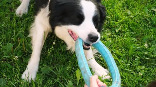 Pet Activity