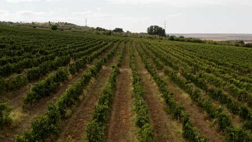 Luftaufnahme über Weinbergfelder