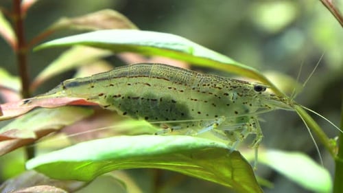 Full grown Amano shrimp carrying eggs in an aquarium