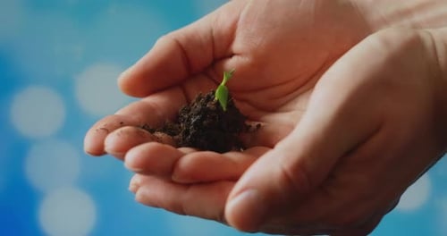 Young Sprout in Hands of the Farmer. Gardeners Hands Hold a Green Seedling in Their Palms Against