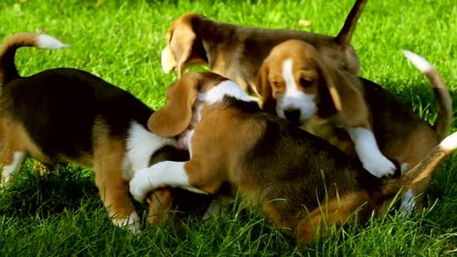 Beagle Puppies Playing Together on a Green Lawn