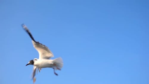 Vogeltiermöwen fliegen am klaren blauen Himmel