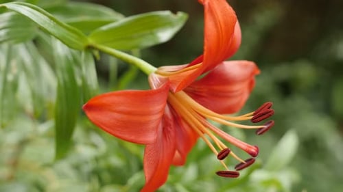 Macro of herbaceous tiger lily flower shallow DOF 4K 2160p 30fps UltraHD footage - Close-up detail