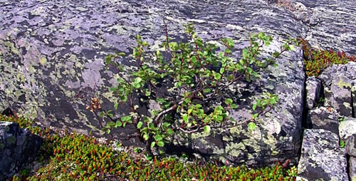 Dwarf Birch On The Rock