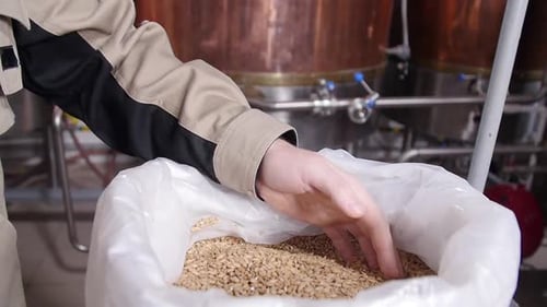 Conceito de cervejaria. Grãos de malte Pilsener pálidos nas mãos. Ingrediente para cerveja