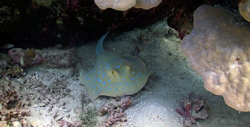 Blue Spotted Stingray Under The Coral Reef