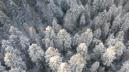 Aerial view of forest covered with Snow