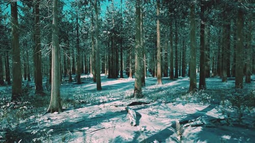 Snow Covered Conifer Forest at Sunny Day