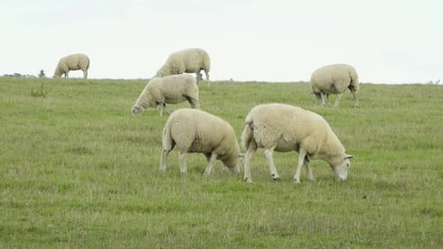 A Closer View of Sheep in a Field That Eat Grass.