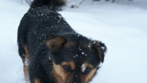 Dog Standing in the Snow on a Winter Day