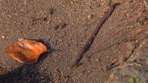 Ant Colony Working on the Ground