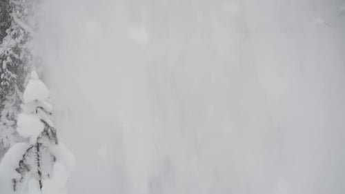 A Lot of Snow Falls on the Happy Woman From the Branches of Fir and Pine Trees