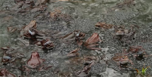 Frogs Sitting on Frogspawn in a Pond