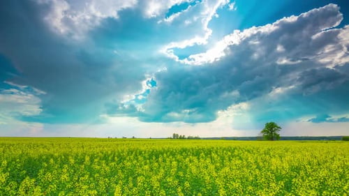 Champ de canola et ciel Théâtral