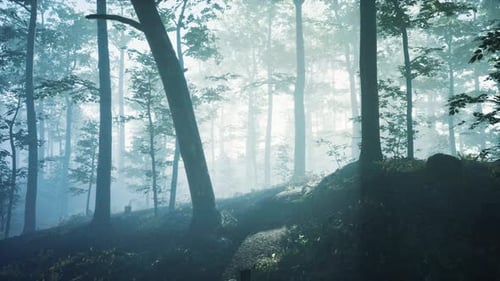 Morning Fog in Deep Forest