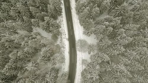 Route à travers la forêt d'hiver