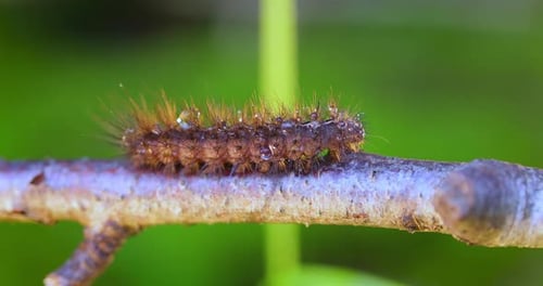 Furry Caterpillar Crawling on Branch in Close Up