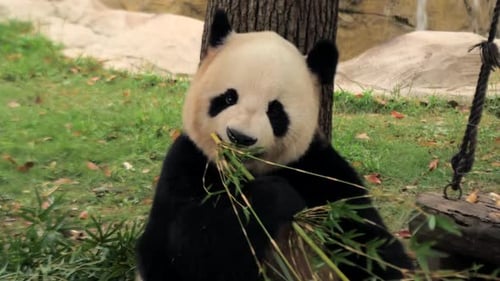 Rare Cute Giant Panda Eating Bamboo Stems Shanghai Zoo China