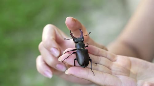 Stag Beetle Crawling on a Hand Outdoors