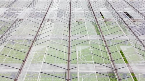Greenhouse Plantation with Greenery