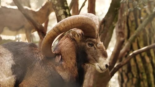 Wild Bighorn Sheep Ram Animal macho em natureza intocada Muflão na floresta Wild Sheep Wildlife