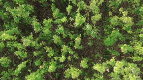Aerial View of Hemp or Cannabis Field