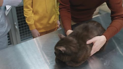 Pet Owners Picking Cat Up From Vet Clinic