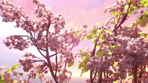 Frühlings-Kirschblüten
