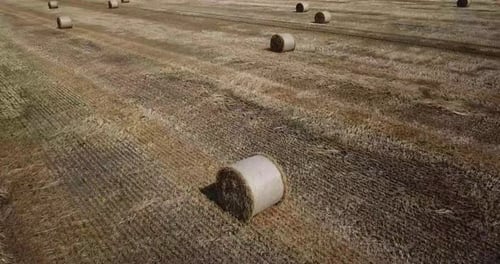 Rural Landscape with Golden Straw Bales