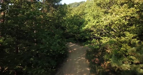 Aerial View of Forest Trail on Sunny Day