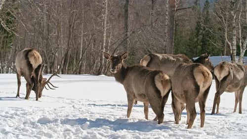 Marvelous Deer