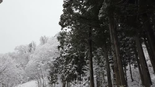 Schneefall im Wald