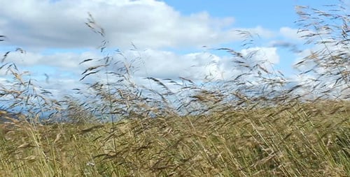 Tall Grass Swaying in a Breezy Field