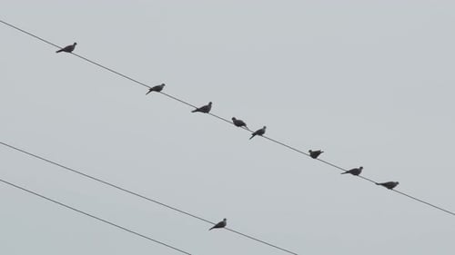 Birds Resting on Overhead Power Lines