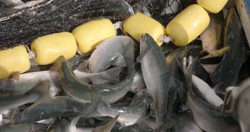 Close Up, bando de peixes salmão capturados se contorcendo na rede de pesca, câmera lenta