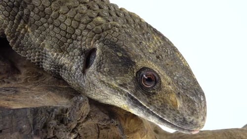 Lézard de savane - Varanus Exanthematicus sur chicot en bois sur fond blanc