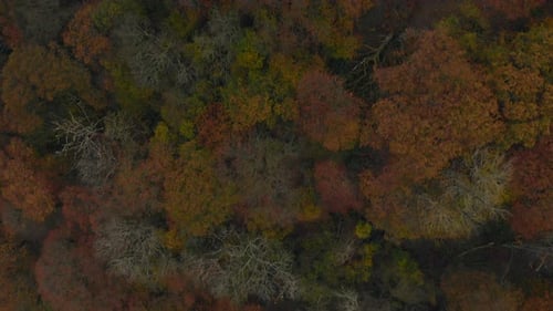 Aerial View of Colorful Autumn Forest Canopy