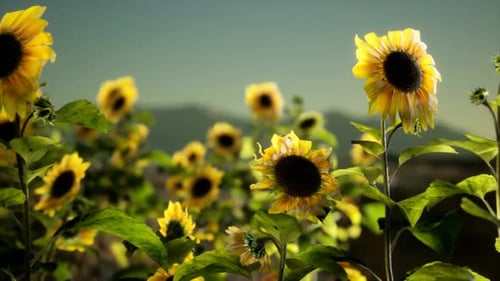 Sunflower Field on a Warm Summer Evening