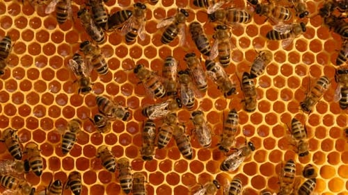 Abeilles domestiques