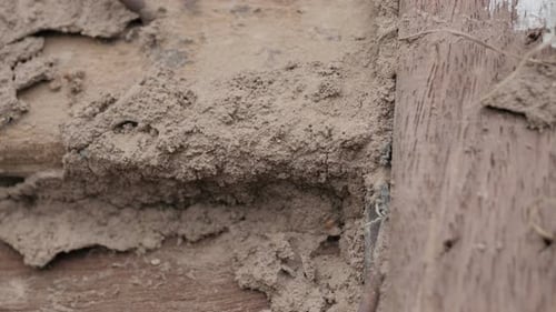 Termite