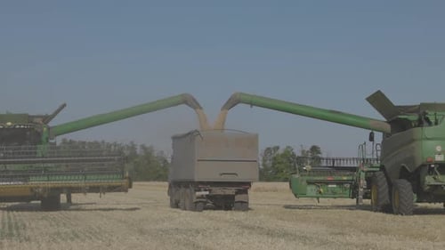 Loading of Grain By a Screw Loader