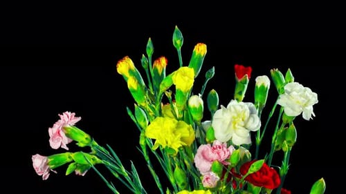 Bouquet of Carnations Blooms, time-lapse with alpha channel
