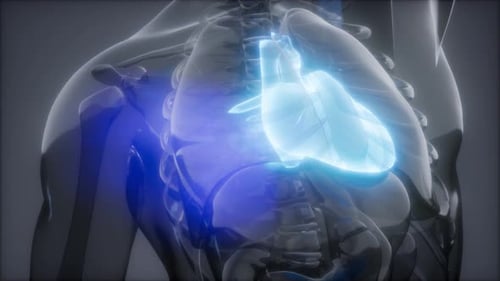 Radiologische Untersuchung des menschlichen Herzens