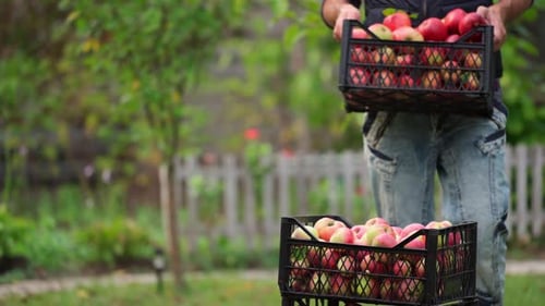 Man Stacking Apple Crates in Green Garden
