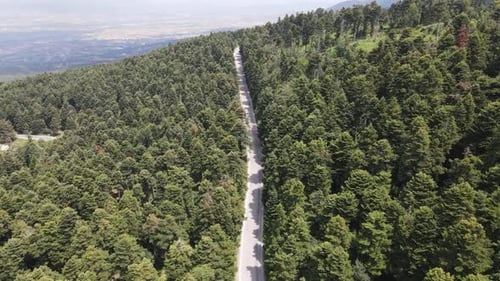 Asphalt Road Forest