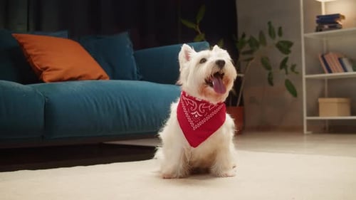 Adorable White Dog Wearing a Red Bandana Indoors