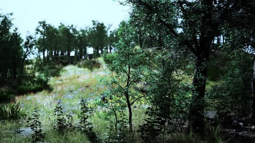 Szenische lebendige grüne Waldlandschaft mit Wiese