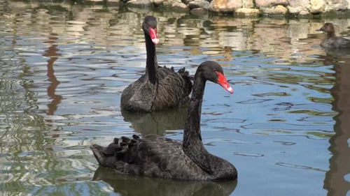 Elegant Black Swans Gliding on a Calm Pond